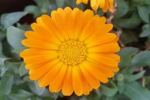 Flor Calendula