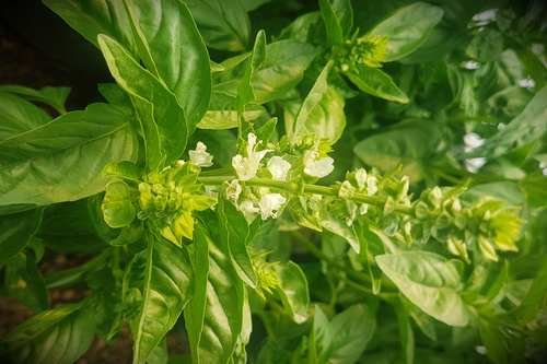 Flor de Calabaza