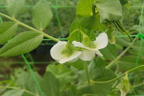 Flor de Lavanda