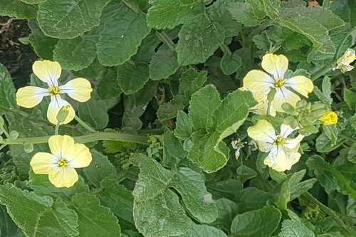 Flor de Verdolaga