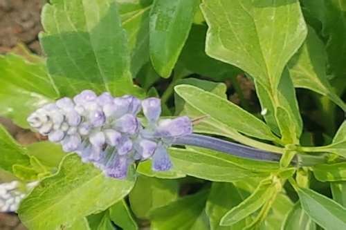 Lavanda