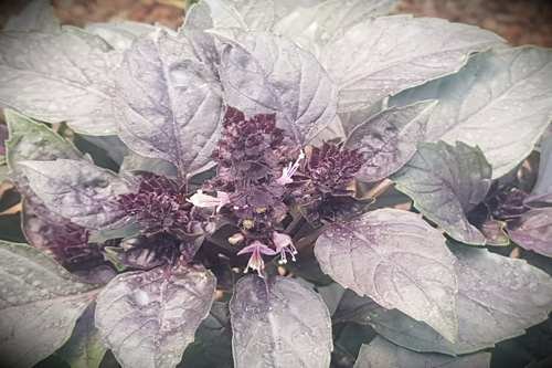 Albahaca Morada1