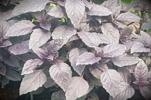 Albahaca Morada