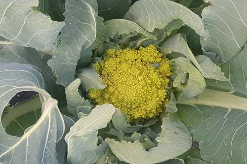 Romanesco