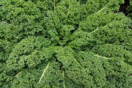 Lechuga-Kale