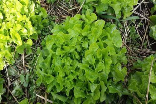 Lechuga-Roble Verde