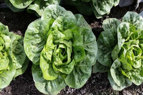 Corazón de Lechuga