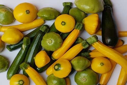 Calabaza Baby Squash