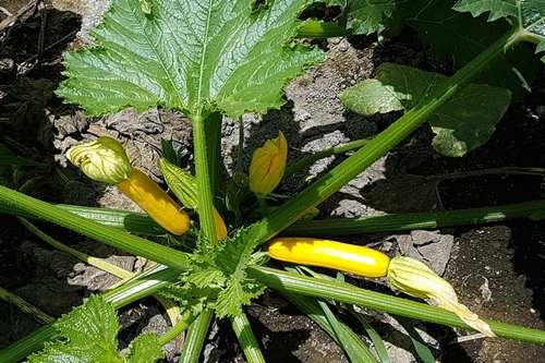 Mini-Zuchinni Amarilla