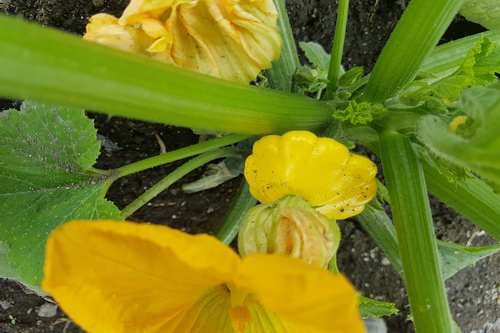 Mini-Patty Pan Amarilla