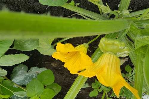 Mini-Patty Pan Verde