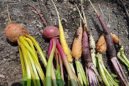 Mini-Zanahorias con Rabo