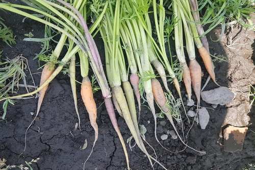 Mini-Zanahorias con Rabo Colores