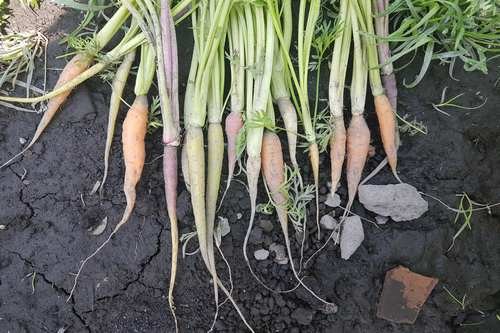 Zanahorias con Rabo